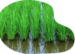 上石津より、 美味しいお届けもの